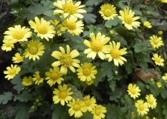 關(guān)于野菊花的優(yōu)美句子 關(guān)于野菊花的優(yōu)美句子