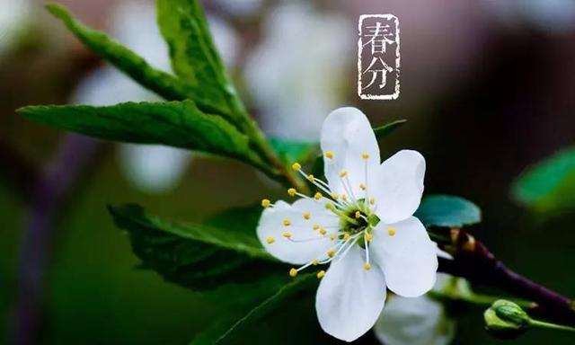 形容春天花開的詩(shī)句
