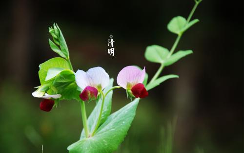 清明節(jié)發(fā)朋友圈的說說一句話 清明節(jié)發(fā)朋友圈的說說一句話