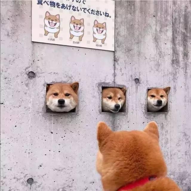 搞笑沙雕句子配圖 搞笑沙雕句子配圖